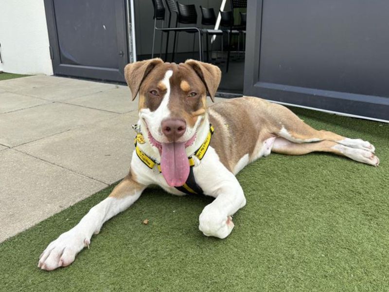 American Bulldog for adoption in Snetterton, Norfolk – 8 months old - Image 2 of 3