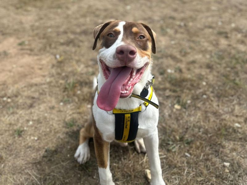 American Bulldog for adoption in Snetterton, Norfolk – 8 months old - Image 3 of 3