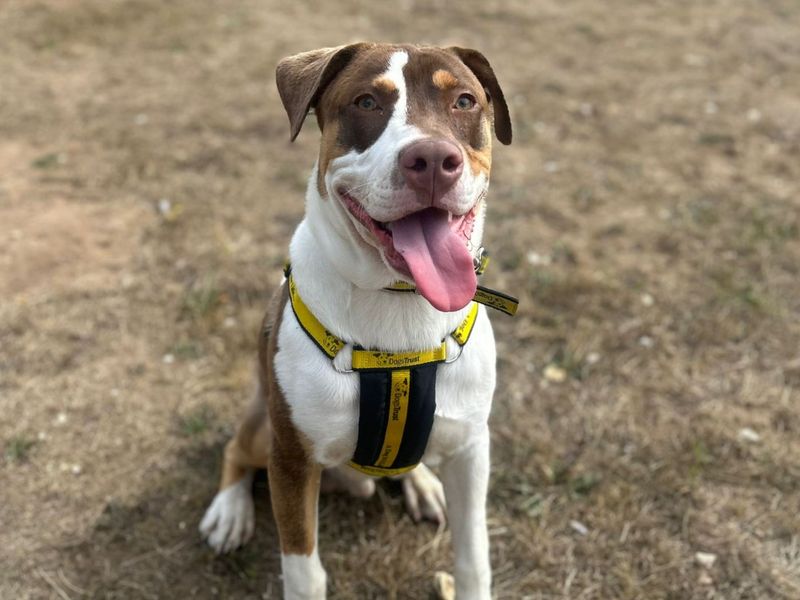 American Bulldog for adoption in Snetterton, Norfolk – 8 months old