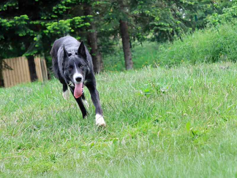 Max for sale in Sadberge, Co Durham | Image 3