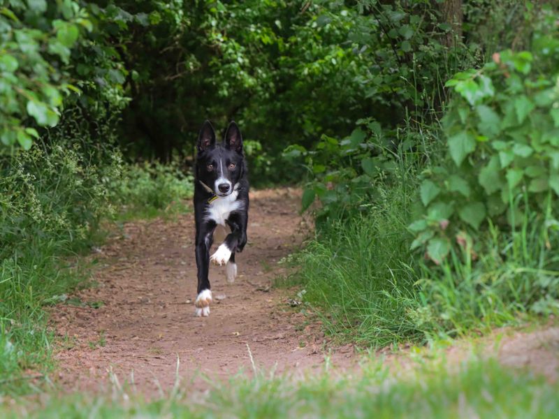 Max for sale in Sadberge, Co Durham