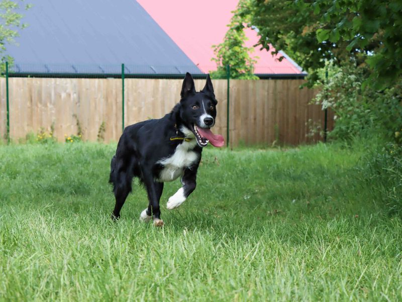 Max for sale in Sadberge, Co Durham | Image 2