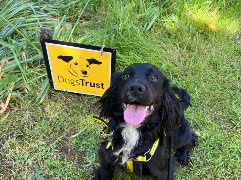 Derby | Spaniel (Cocker) | Cumbria rehoming - 1