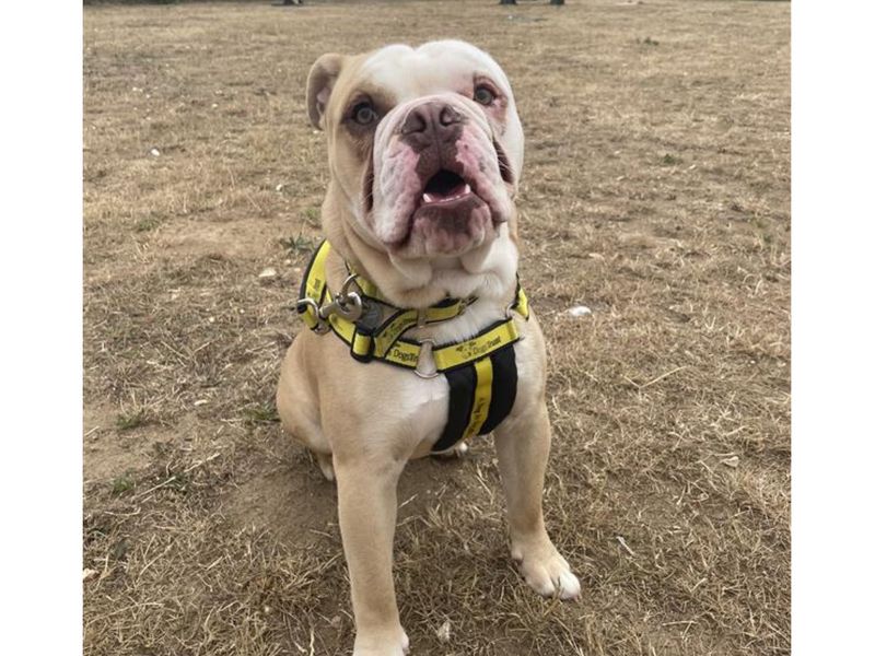 English Bulldog for adoption in Snetterton, Norfolk – 1 year old - Image 2 of 6
