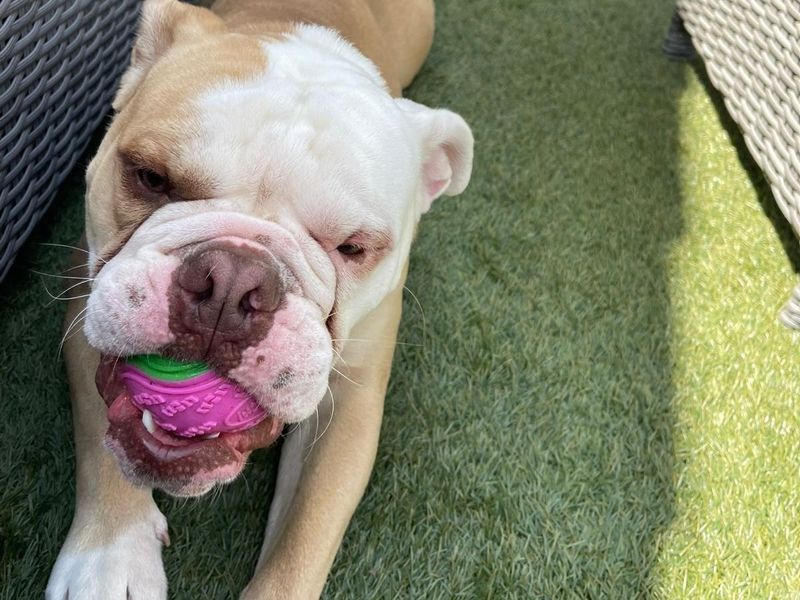 English Bulldog for adoption in Snetterton, Norfolk – 1 year old