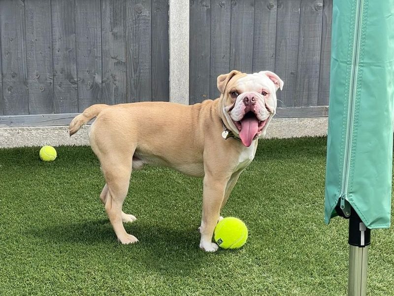 English Bulldog for adoption in Snetterton, Norfolk – 1 year old - Image 6 of 6