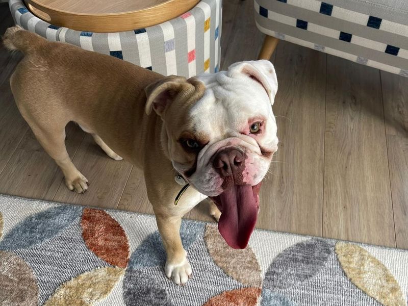 English Bulldog for adoption in Snetterton, Norfolk – 1 year old - Image 5 of 6