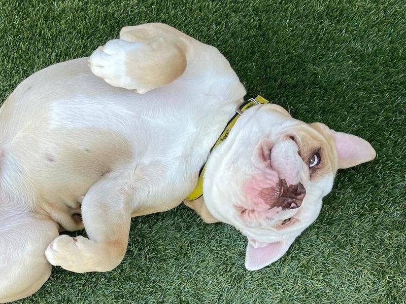 English Bulldog for adoption in Snetterton, Norfolk – 1 year old - Image 4 of 6