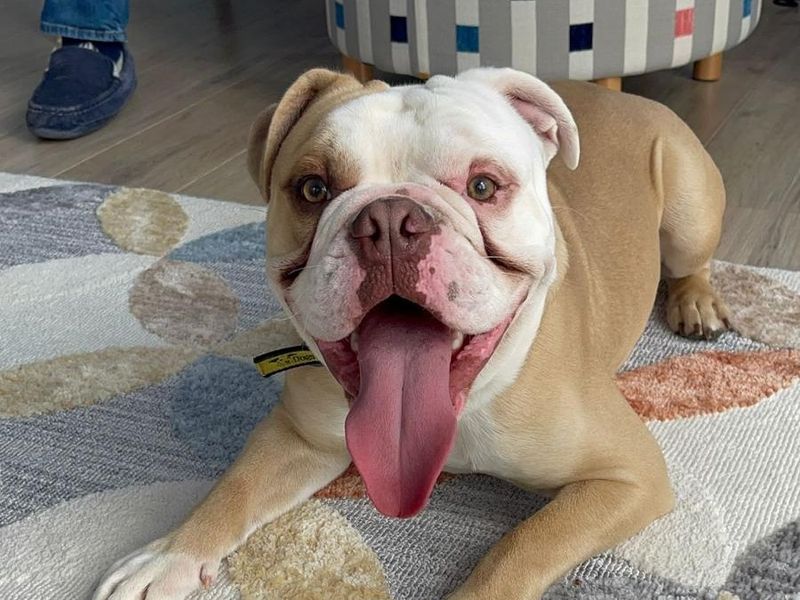 English Bulldog for adoption in Snetterton, Norfolk – 1 year old - Image 3 of 6