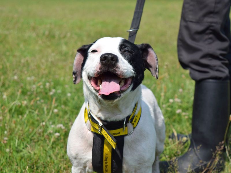 Staffordshire Bull Terrier for adoption in Uxbridge, London – 7 years old