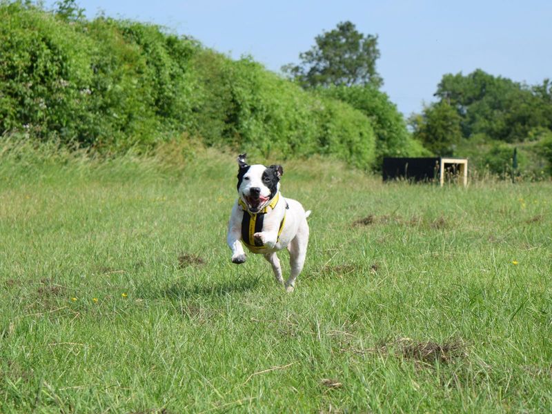 Staffordshire Bull Terrier for adoption in Uxbridge, London – 7 years old - Image 2 of 2