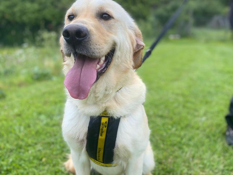 Cedar | Retriever (Labrador) | Cumbria rehoming - 1