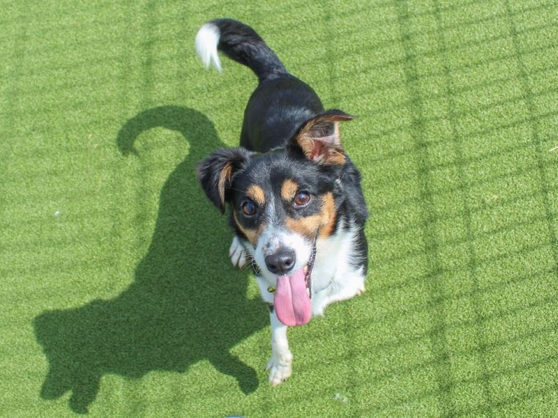 Jack Russell for adoption in Evesham, Worcestershire – 3 years old