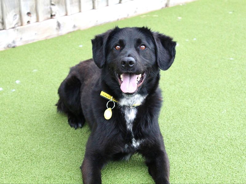 Moss | Retriever (Labrador) Cross | Evesham (Worcestershire) - 1