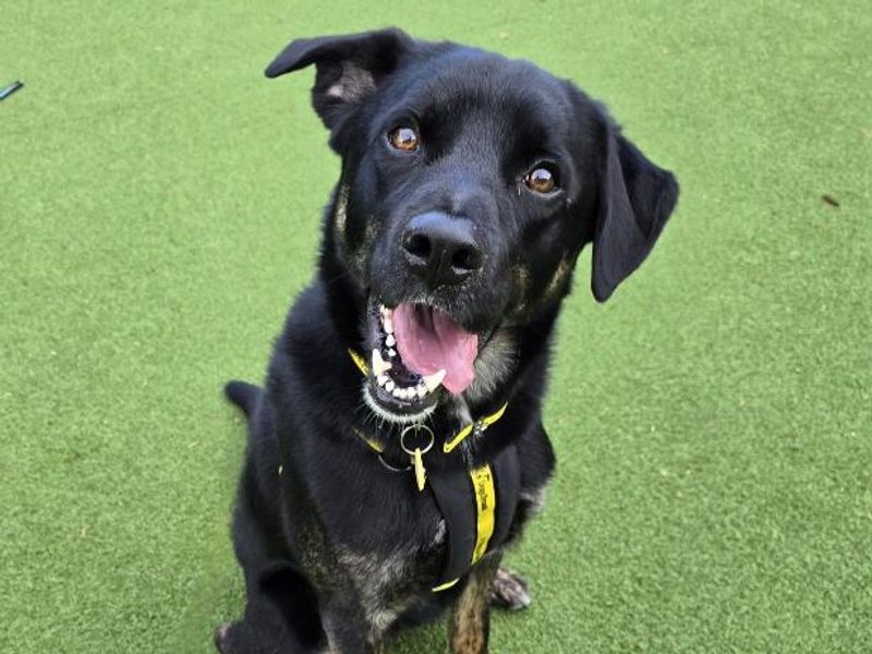Murphy | Retriever (Labrador) Cross | Shrewsbury (Shropshire) - 1