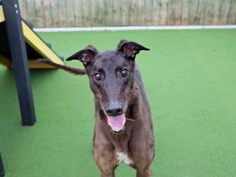 Greyhound for adoption in Sadberge, Co Durham – 6 years old - Image 2 of 5