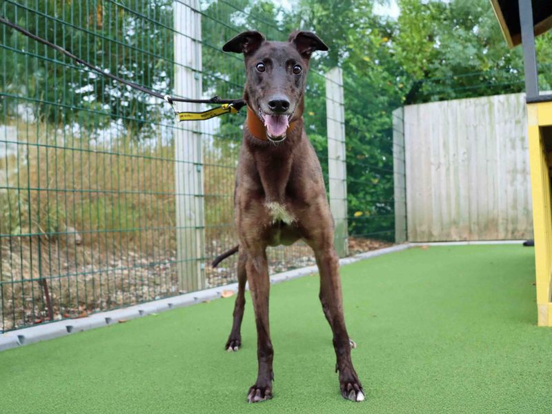 Greyhound for adoption in Sadberge, Co Durham – 6 years old