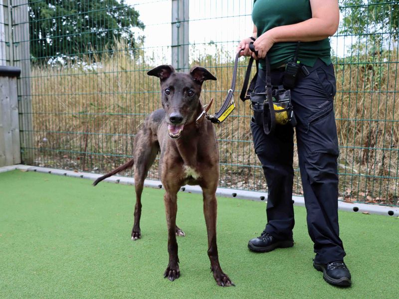 Greyhound for adoption in Sadberge, Co Durham – 6 years old - Image 3 of 5