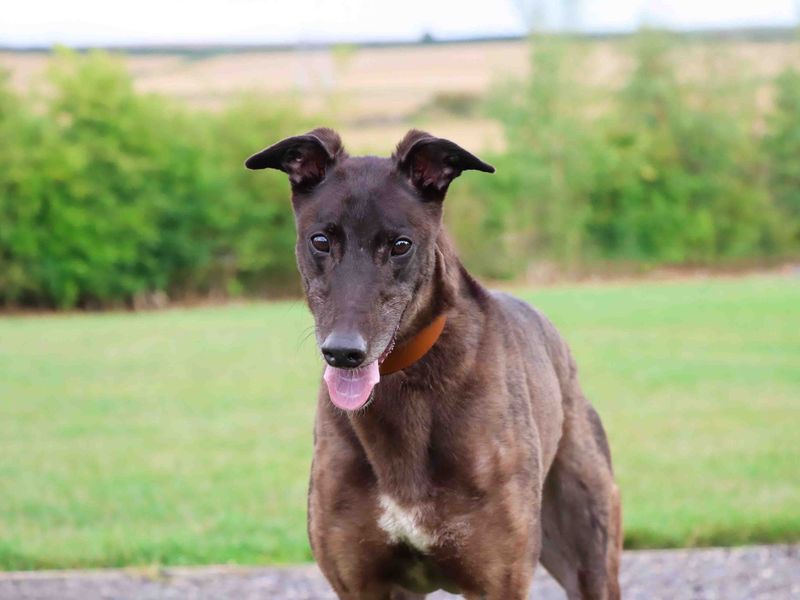Greyhound for adoption in Sadberge, Co Durham – 6 years old - Image 4 of 5