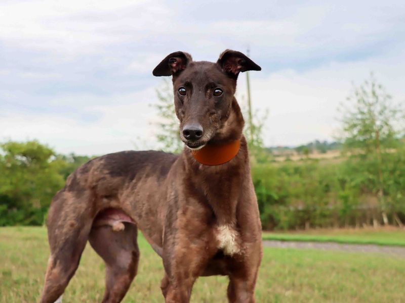 Greyhound for adoption in Sadberge, Co Durham – 6 years old - Image 5 of 5