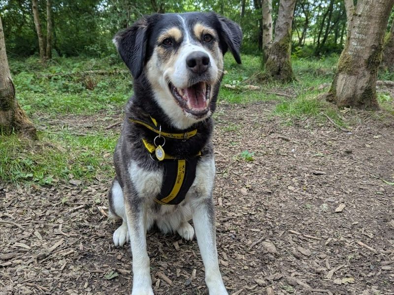 Freya for sale in West Calder, West Lothian