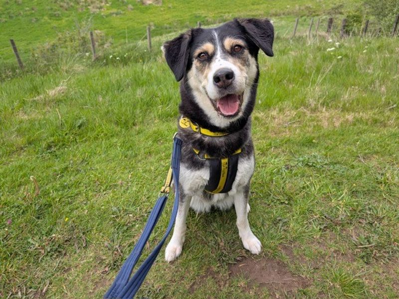 Freya for sale in West Calder, West Lothian | Image 2