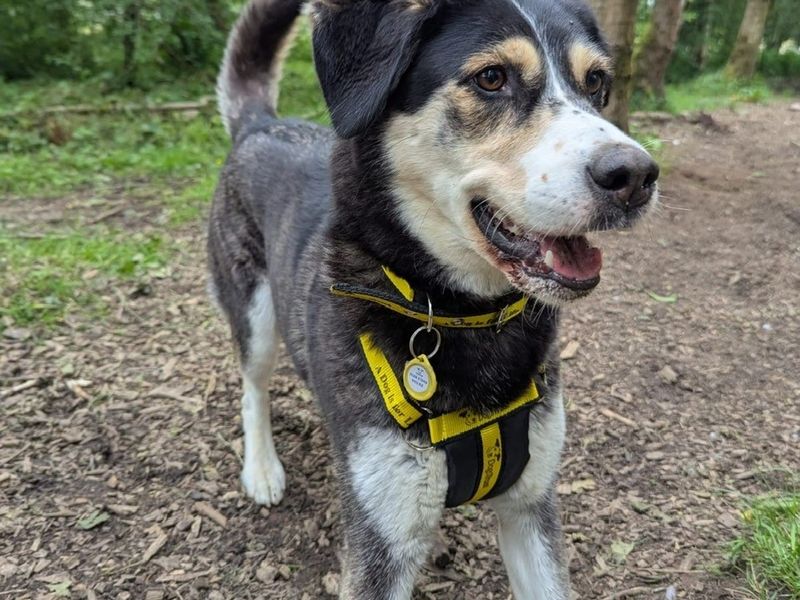 Siberian Husky for adoption in West Calder, West Lothian – 5 years old - Image 3 of 3