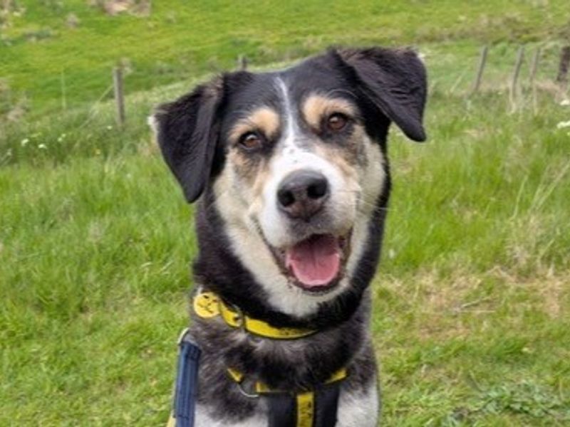 Freya | Siberian Husky Cross | West Calder (Edinburgh) - 1