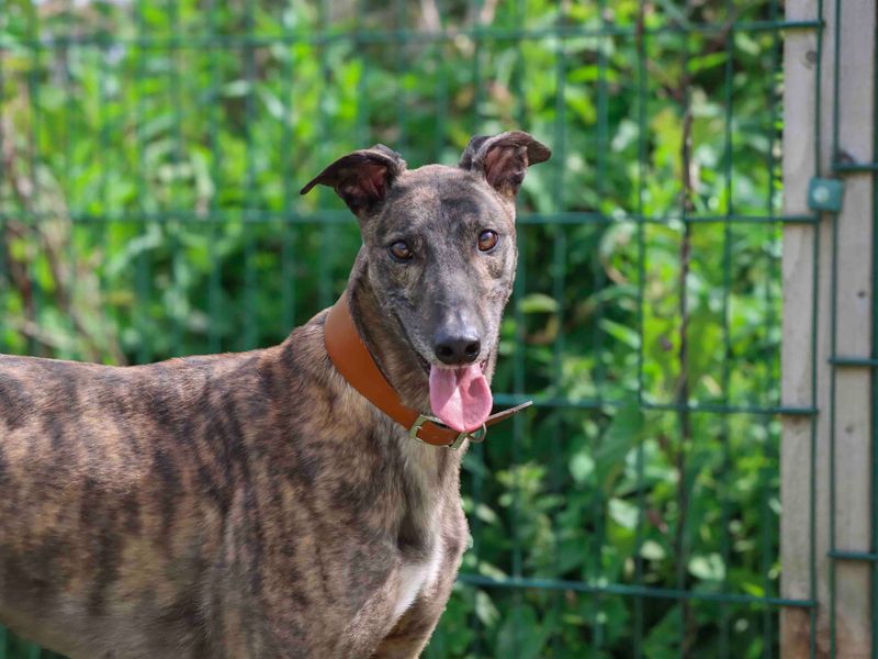 Alan for sale in Sadberge, Co Durham