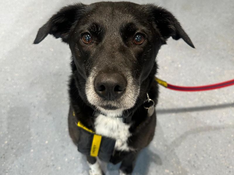 Charley for sale in Newbury, Berks