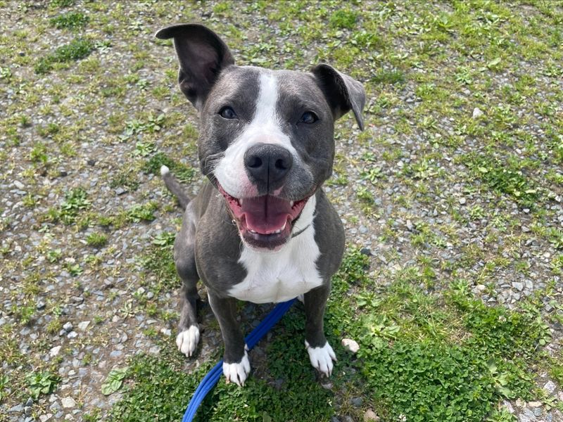 Staffordshire Bull Terrier for adoption in Wymeswold, Leicestershire – 3 years old