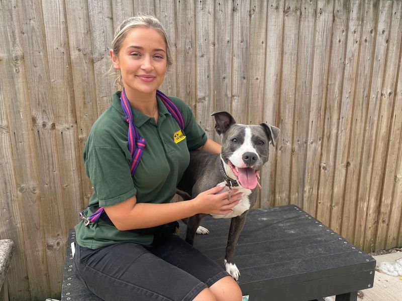 Staffordshire Bull Terrier for adoption in Wymeswold, Leicestershire – 3 years old - Image 2 of 2