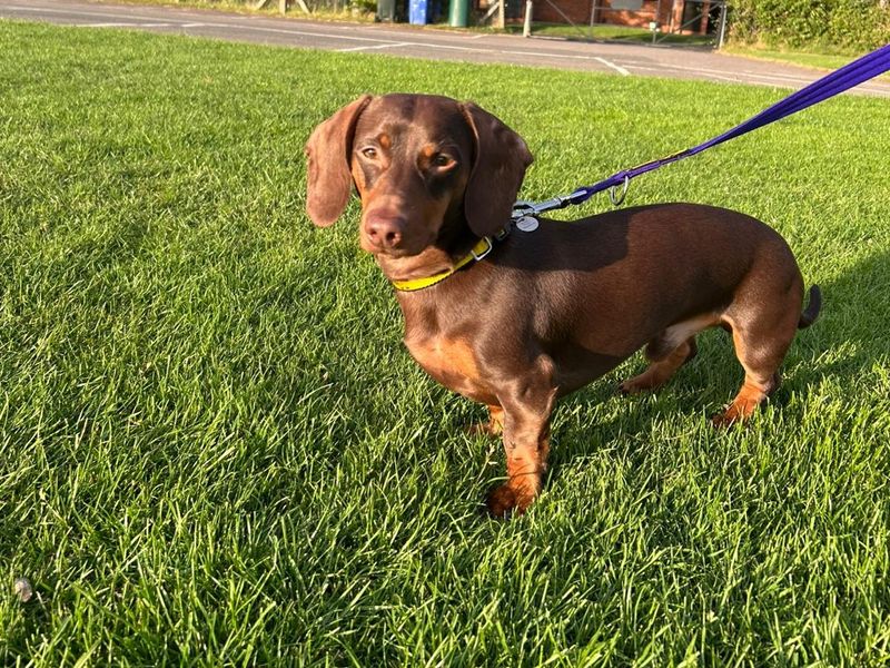 Odie for sale in Newbury, Berks | Image 2