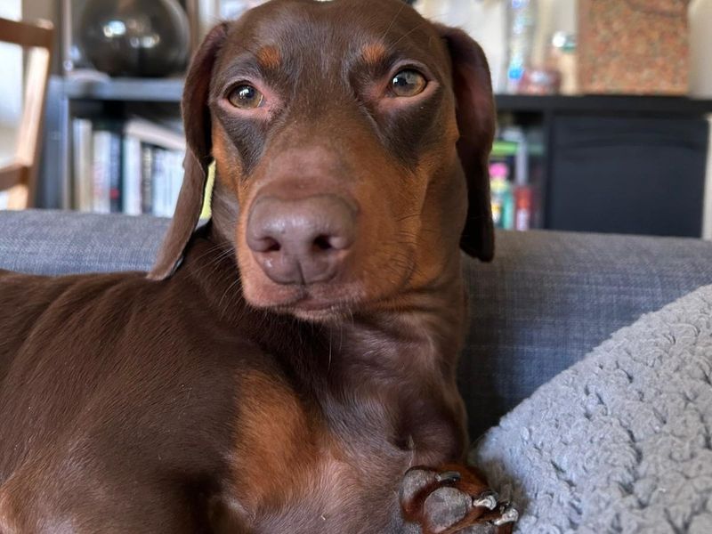 Dachshund for adoption in Newbury, Berks – 3 years old - Image 4 of 4