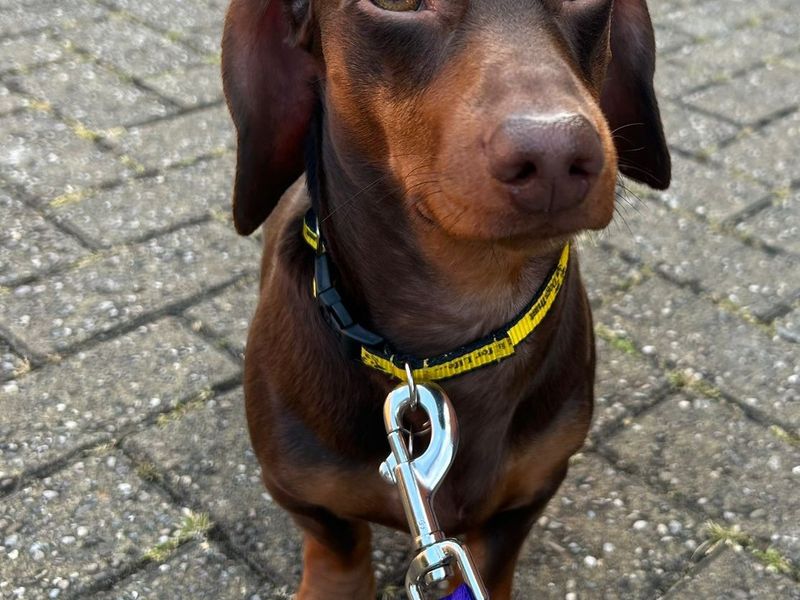 Odie for sale in Newbury, Berks