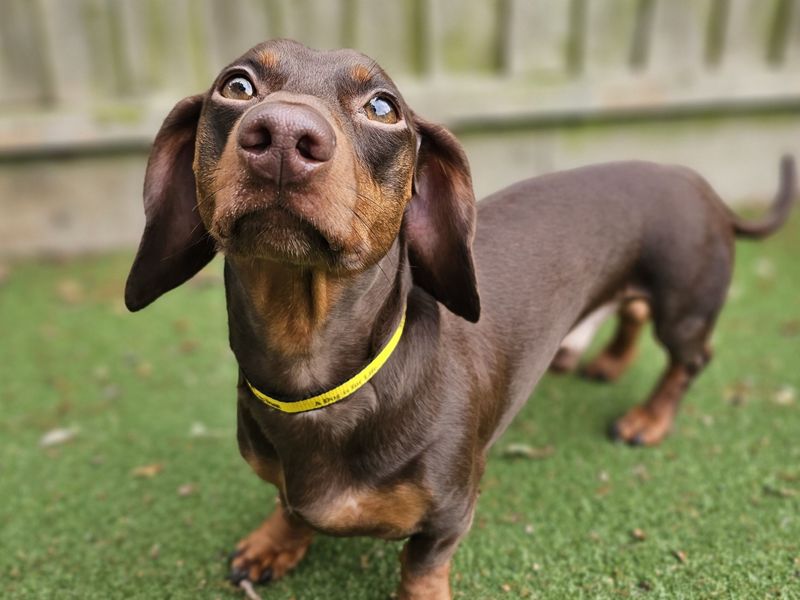Odie | Dachshund (Smooth Haired) | Newbury (Berkshire) - 1