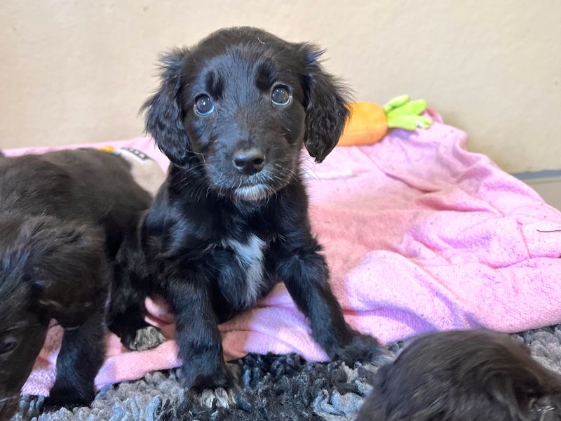 Vinny for sale in Ballymena, Co Antrim | Image 2