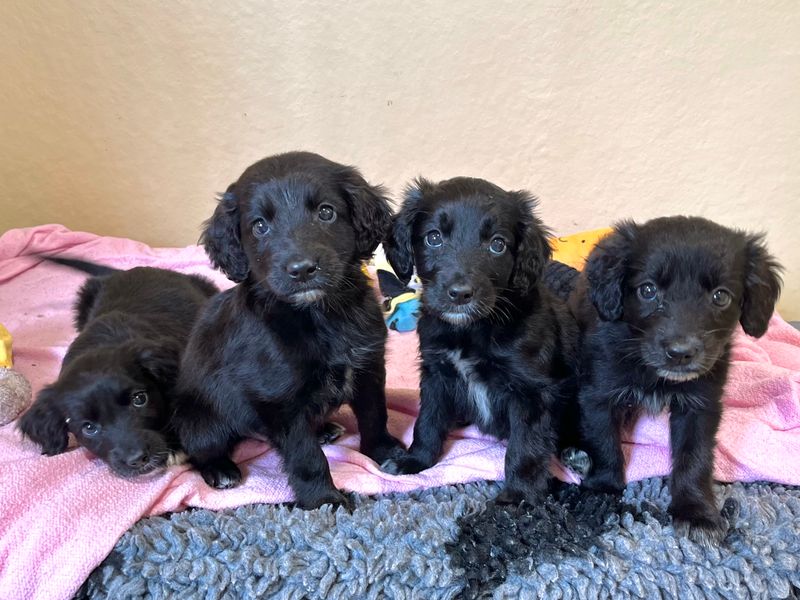 Vinny | Spaniel (Cocker) Cross | Ballymena (Northern Ireland) - 1
