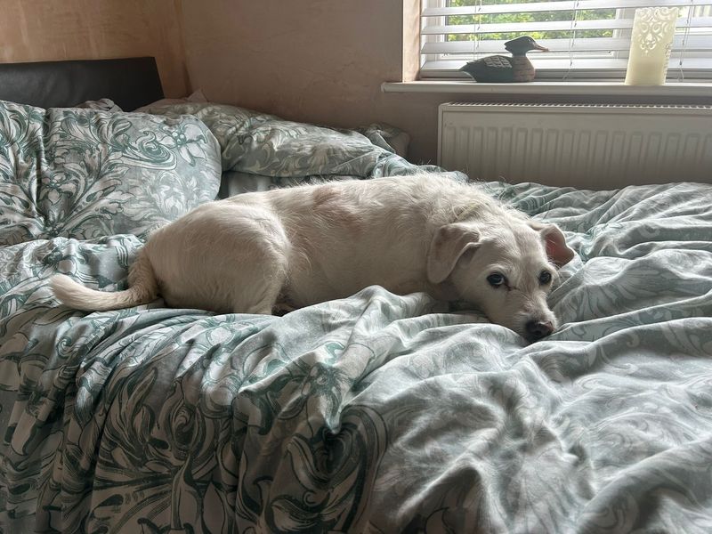 Cocker Spaniel for adoption in Kenilworth, Warks – 10 years old - Image 2 of 4
