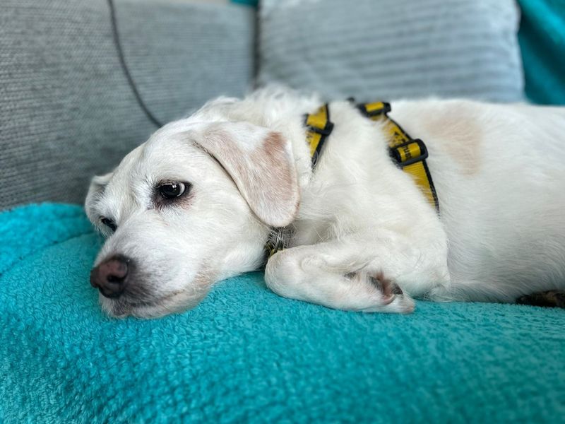 Cocker Spaniel for adoption in Kenilworth, Warks – 10 years old - Image 3 of 4