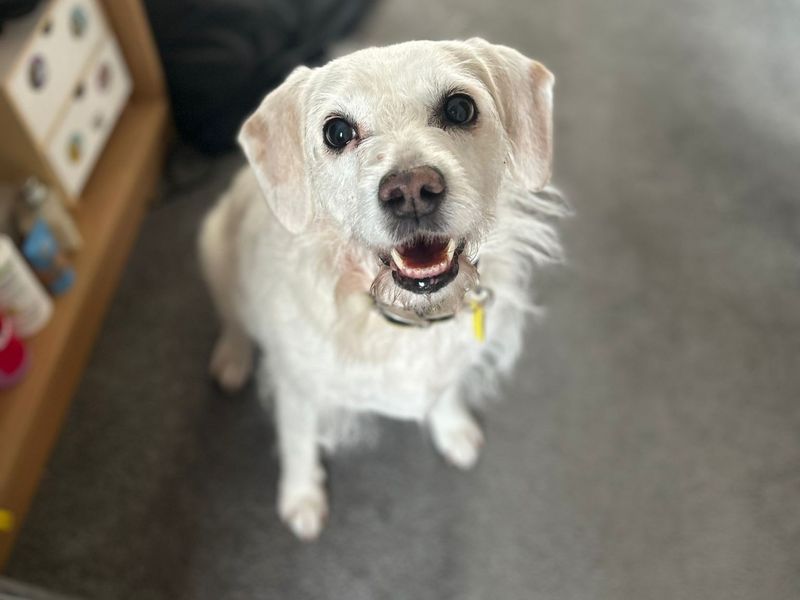 Cocker Spaniel for adoption in Kenilworth, Warks – 10 years old - Image 4 of 4