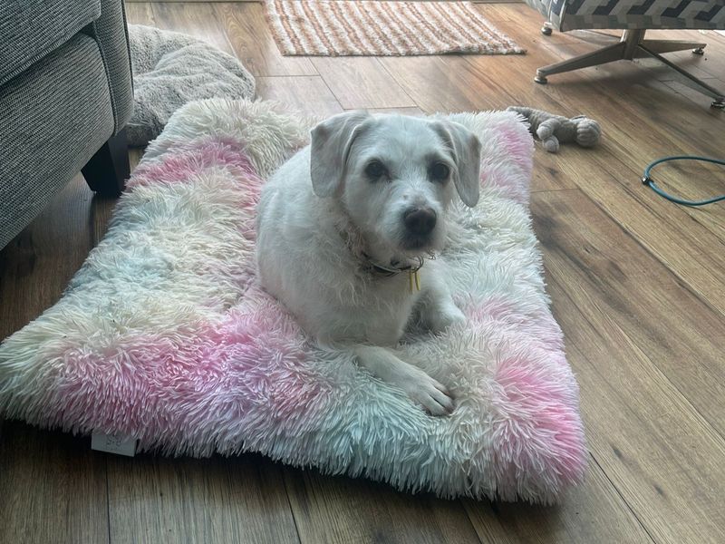 Cocker Spaniel for adoption in Kenilworth, Warks – 10 years old