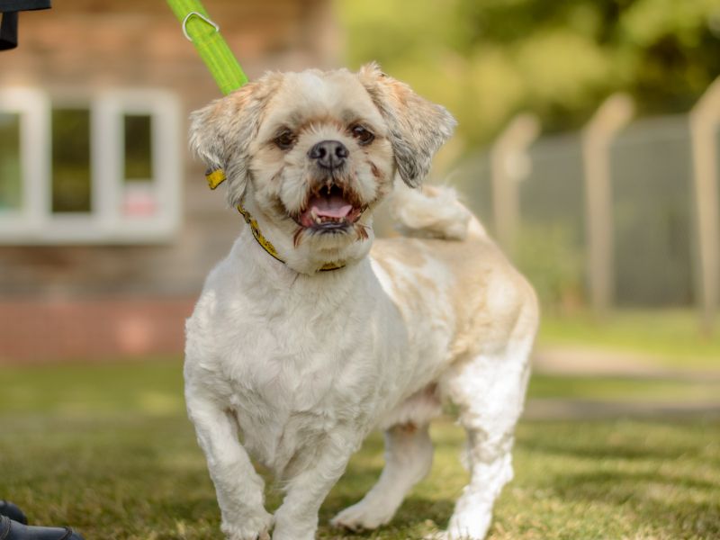 Teddy | Lhasa Apso | Kenilworth (West Midlands) - 1