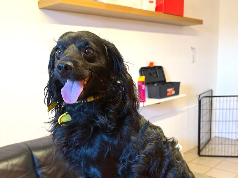 Poodle for adoption in Shoreham by Sea, West Sussex – 3 years old - Image 2 of 2