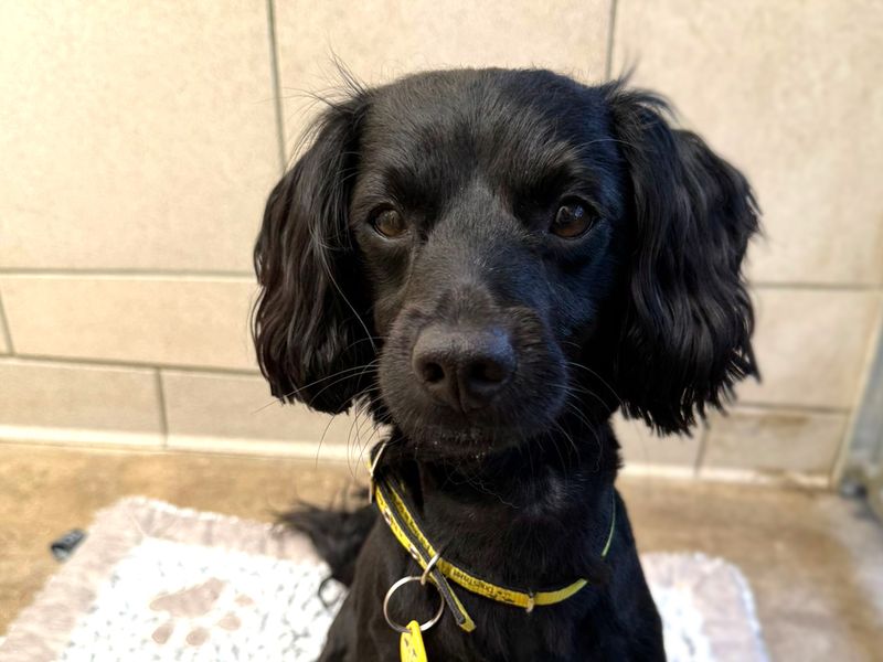 Cocker Spaniel for adoption in Shoreham by Sea, West Sussex – 3 years old