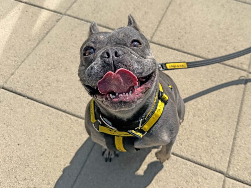 Candy | French Bulldog | Basildon (Essex) - 1