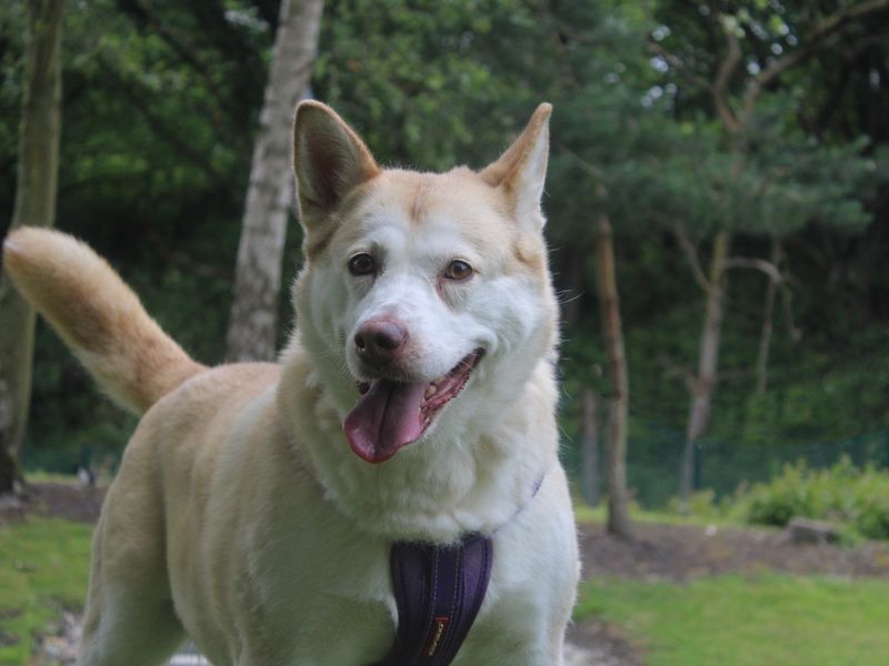 Siberian Husky for adoption in Liverpool, Merseyside – 8 years old