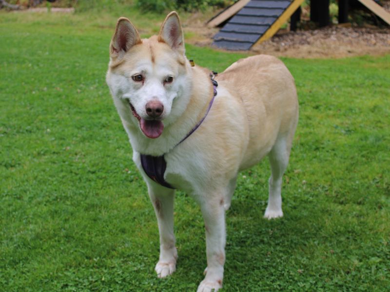 Siberian Husky for adoption in Liverpool, Merseyside – 8 years old - Image 2 of 4