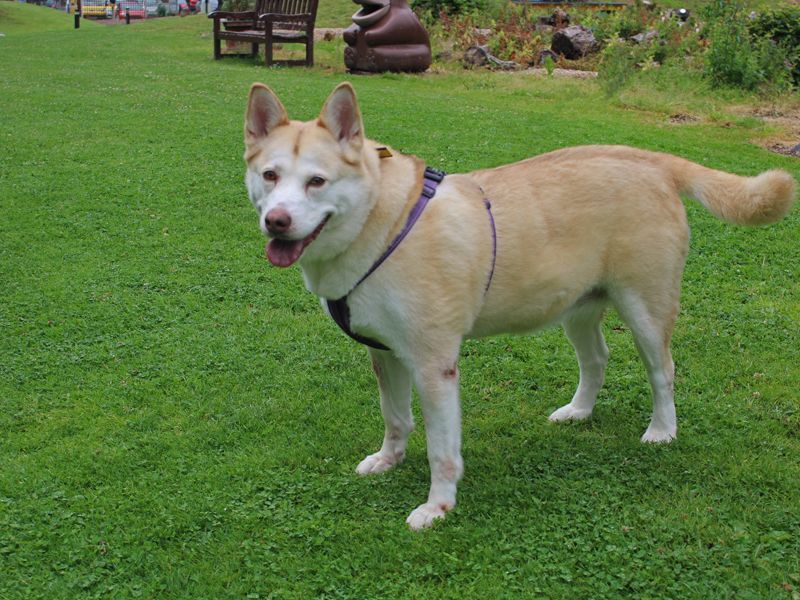 Siberian Husky for adoption in Liverpool, Merseyside – 8 years old - Image 4 of 4