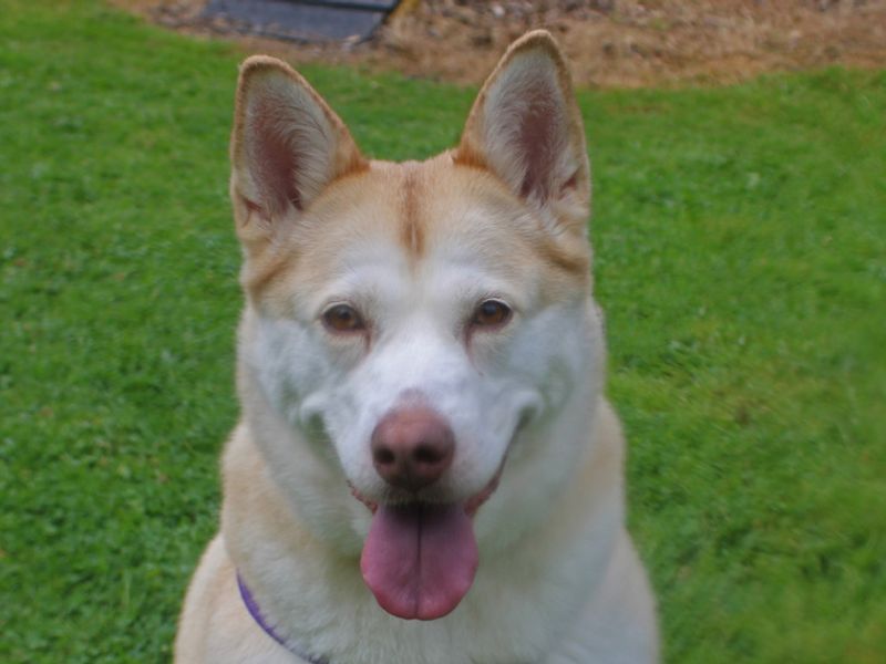Siberian Husky for adoption in Liverpool, Merseyside – 8 years old - Image 3 of 4